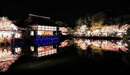 夜晚的垂枝櫻庭園的水面映照櫻花與建築,還有夜間點燈