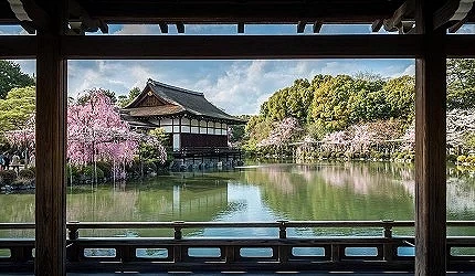 垂枝櫻庭園的水面映照櫻花與建築