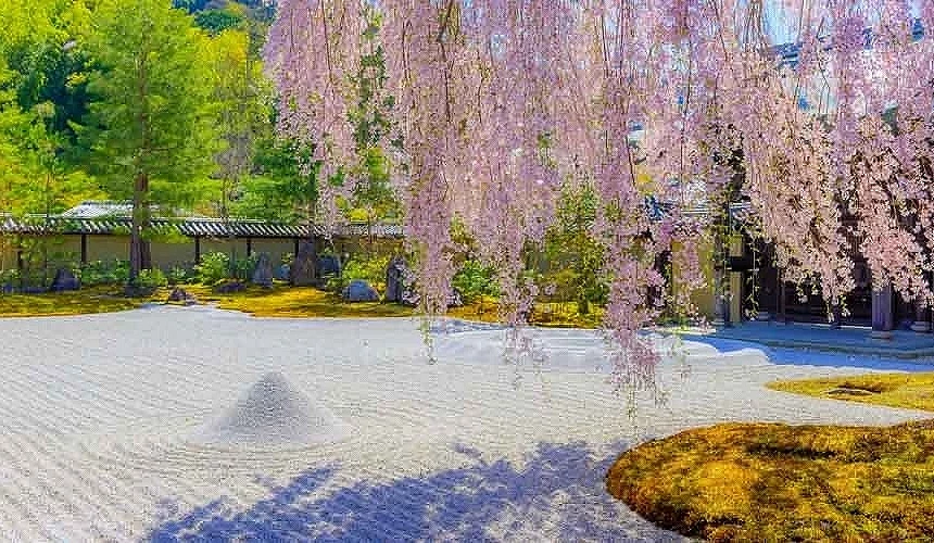 高台寺內的波心庭有著枝垂櫻和白色砂子