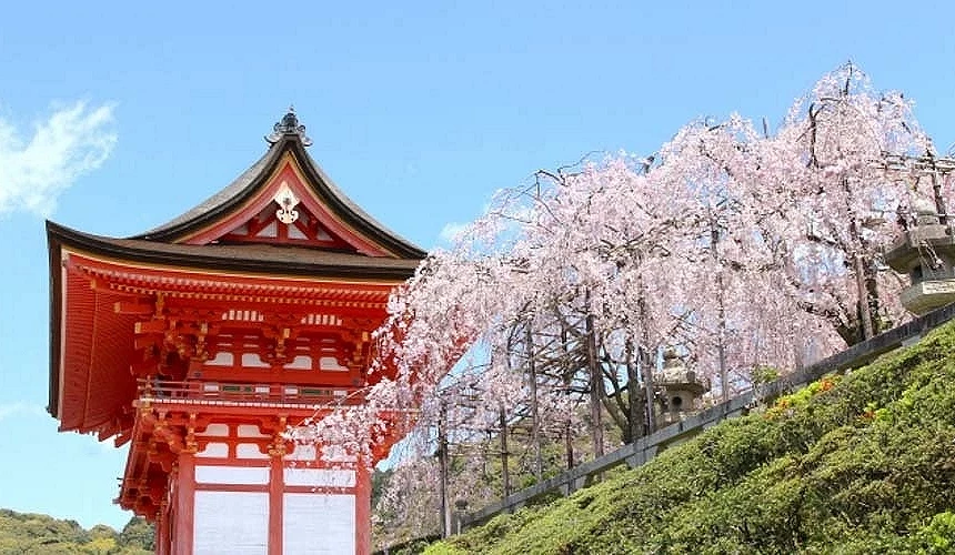 清水寺的紅色建築和粉色的櫻花相互輝映