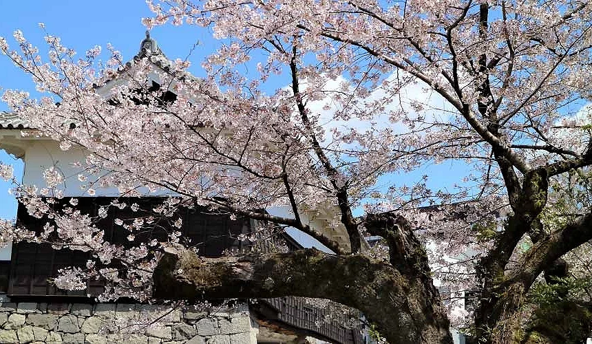 熊本城與櫻花