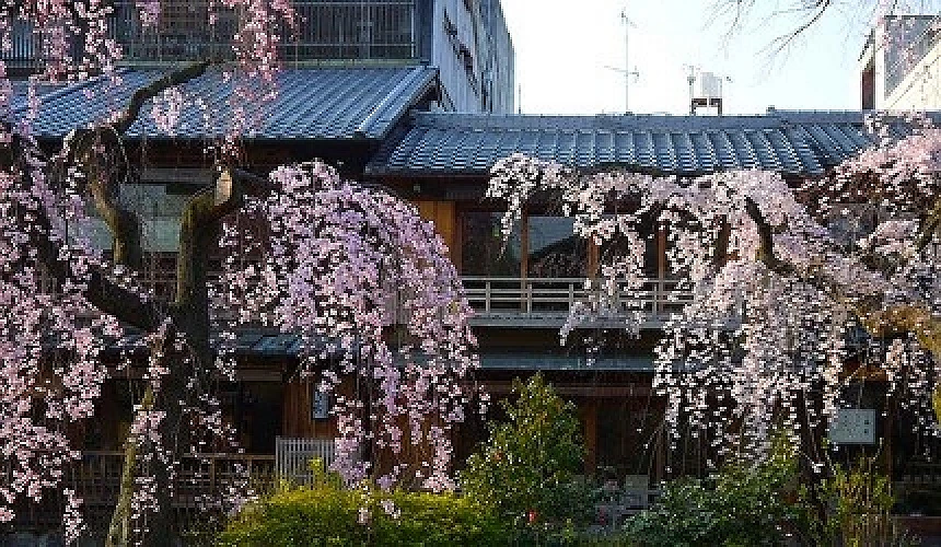 日式古建築前有垂櫻盛開