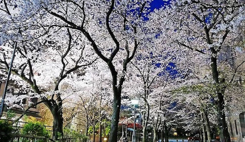 由下往上仰看夜晚的白色櫻花大道