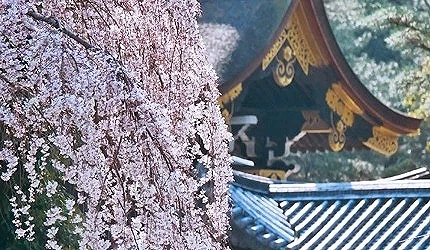 粉紅櫻花搭配背景的京都御苑屋頂