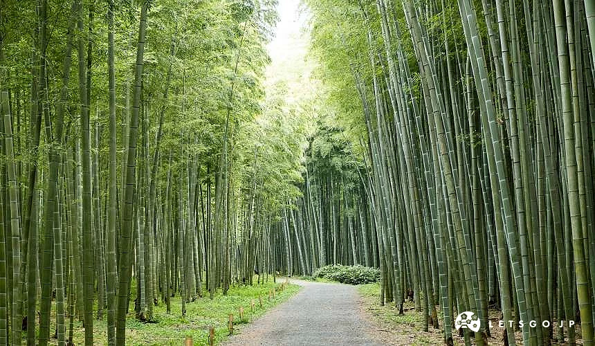 宇都宮若山農場的竹林步道,兩側高聳竹林形成綠色隧道