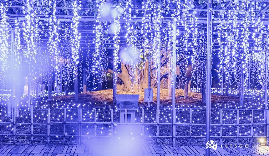 足利花卉公園夜間燈飾景色,紫藤棚下垂掛滿藍紫色燈光,呈現宛如光之花海的夢幻氛圍