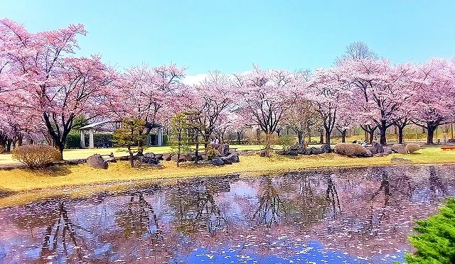 栃木縣春季櫻花季,河岸與公園一帶粉色櫻花盛開,搭配水面倒影