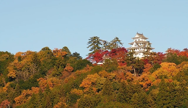 郡上八幡城佇立在覆滿秋季紅葉與金黃樹木的山丘上,白色天守閃耀在藍天之下