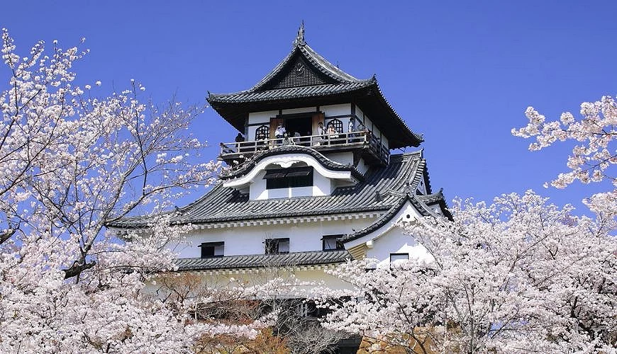 藍天下的日本國寶犬山城天守閣矗立在山丘上,前景滿是盛開的櫻花樹,粉白花朵包圍著白牆黑瓦的城樓