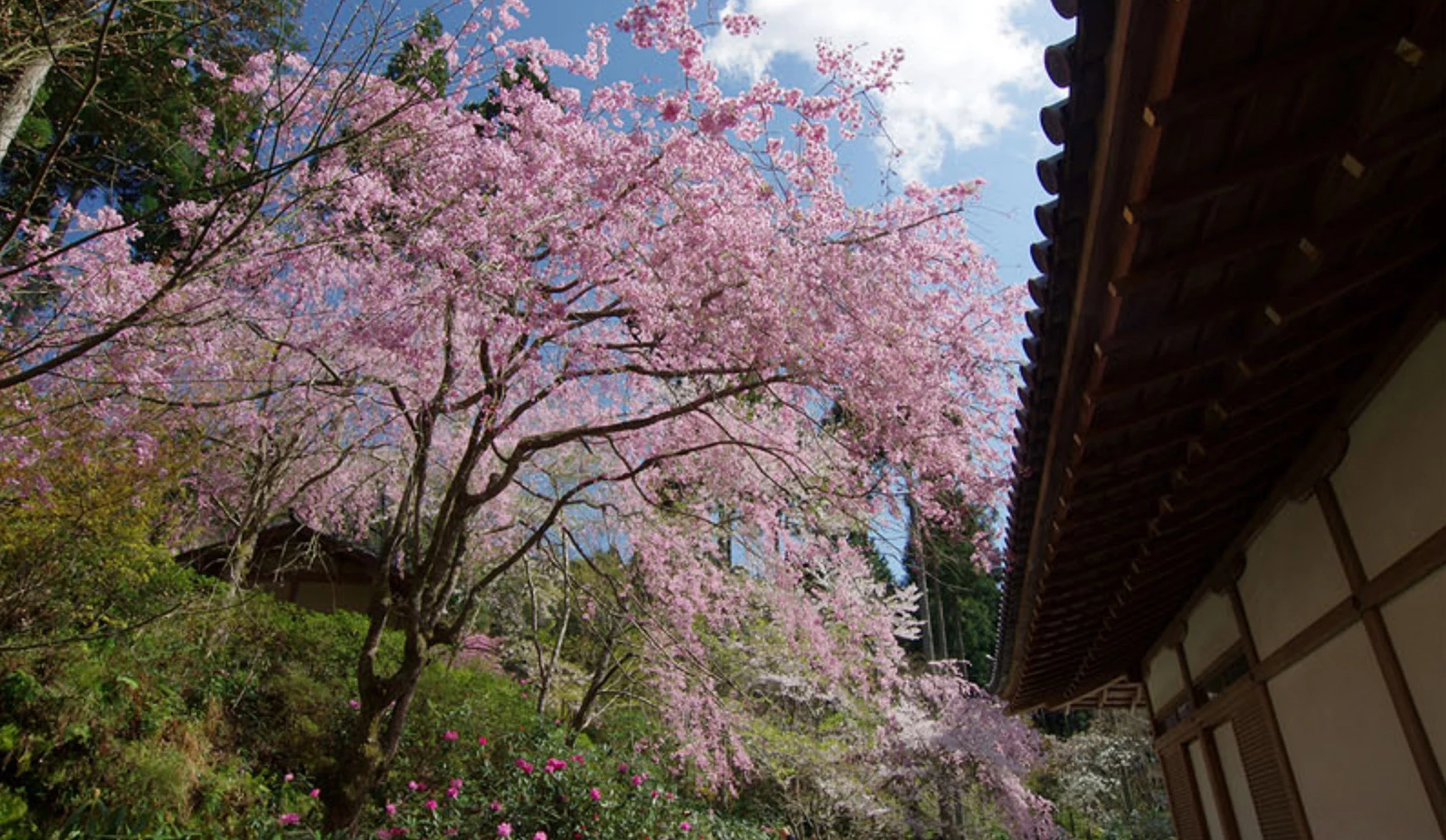 粉色櫻花開在三千院寺院中