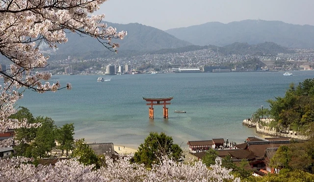 嚴島神社大鳥居立於海中,前景為盛開櫻花,背景是瀨戶內海與宮島街景