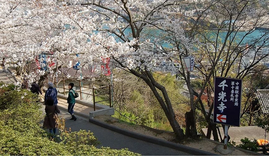 千光寺公園櫻花步道,櫻花盛開於山坡上,遊客散步賞櫻,背景可見尾道市街與海景