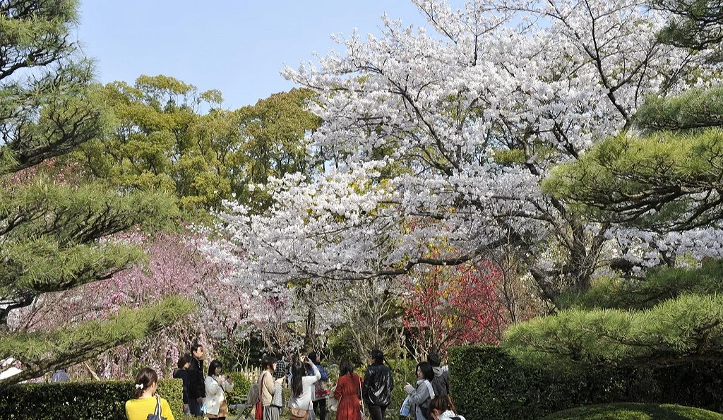 縮景園庭園步道櫻花滿開,櫻花與松樹、春季花木構成日式庭園風景