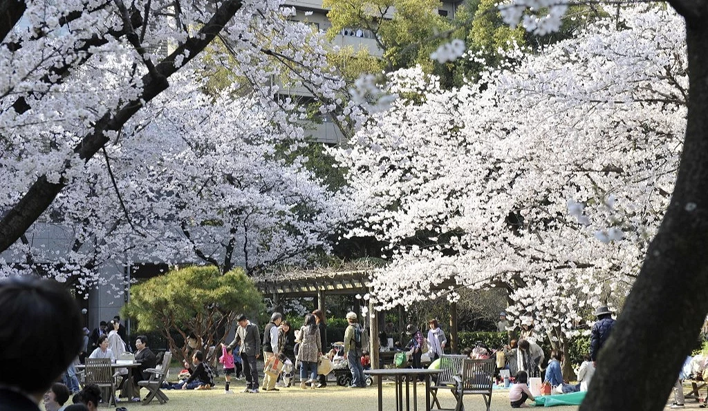 縮景園櫻花盛開,櫻花樹環繞庭園草坪,遊客在園內散步賞櫻