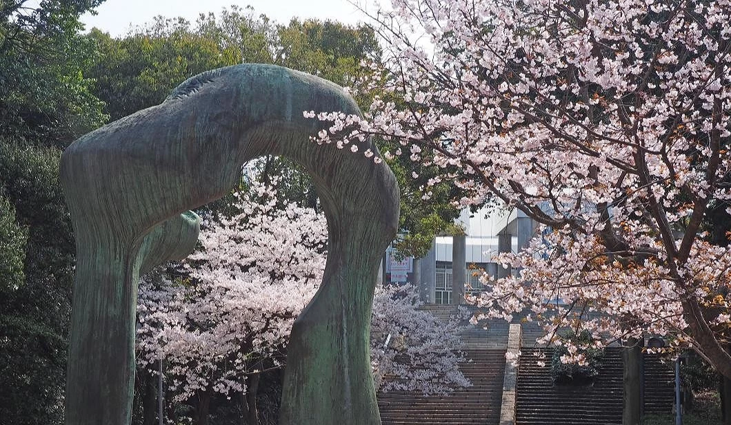 比治山公園櫻花滿開,櫻花圍繞展望空間,遊客在高處眺望廣島市區景色