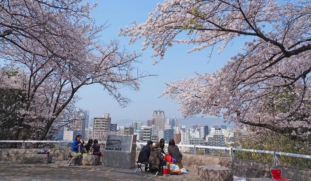 比治山公園櫻花滿開,櫻花圍繞展望空間,遊客在高處眺望廣島市區景色