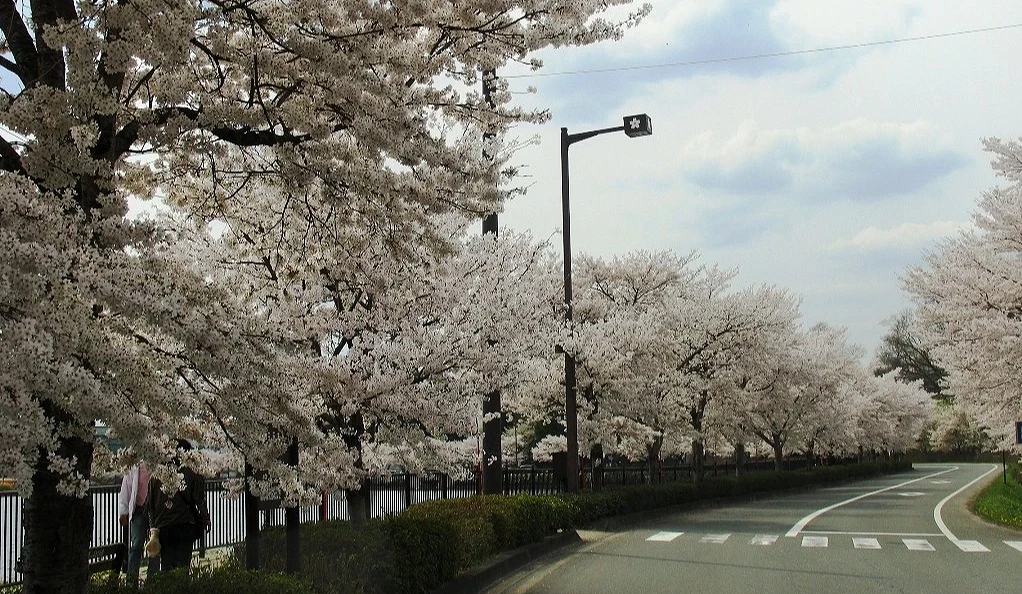 道路兩側櫻花滿開,櫻花樹沿著街道綿延,形成春季櫻花隧道景觀