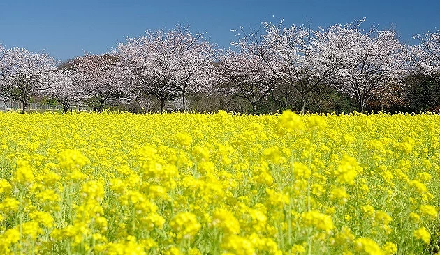 山口縣常磐公園櫻花與油菜花同時盛開,金黃色花海前景搭配整排粉色櫻花樹