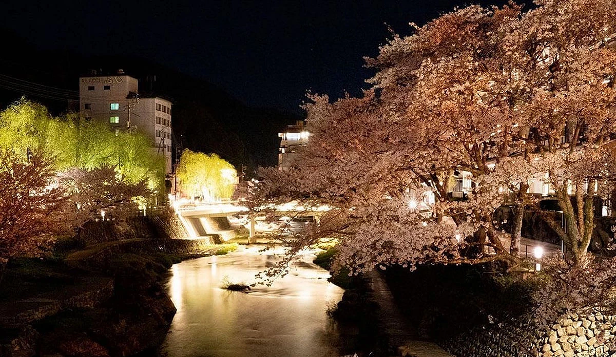 夜晚點燈下櫻花,倒映在河川水面上