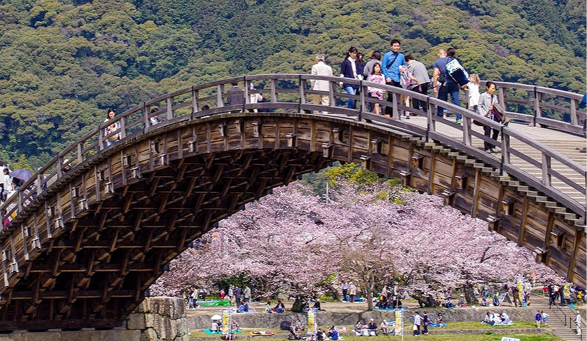 岩國錦帶橋橫跨錦川,春季櫻花盛開,橋下河岸鋪滿粉白花海