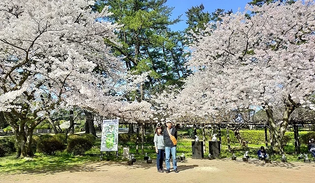 春季出雲大社境內櫻花盛開,參道兩側粉白櫻花綻放,旅人於櫻花樹下