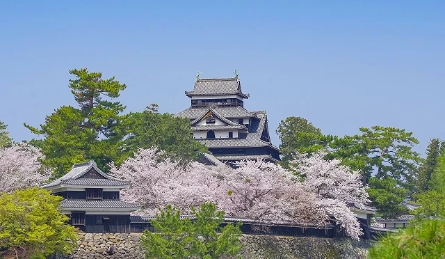松江城天守被盛開櫻花環繞,石垣與黑色城郭在春日藍天下展現典雅城郭風景