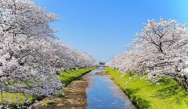 玉造溫泉河岸兩側櫻花滿開形成櫻花隧道,藍天下溪流與粉白花海交織的春景
