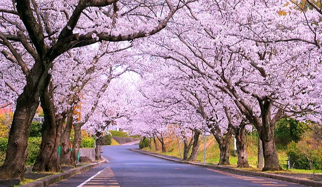 櫻花隧道,滿開染井吉野櫻沿道路兩側綿延,形成粉白色的春日櫻花步道