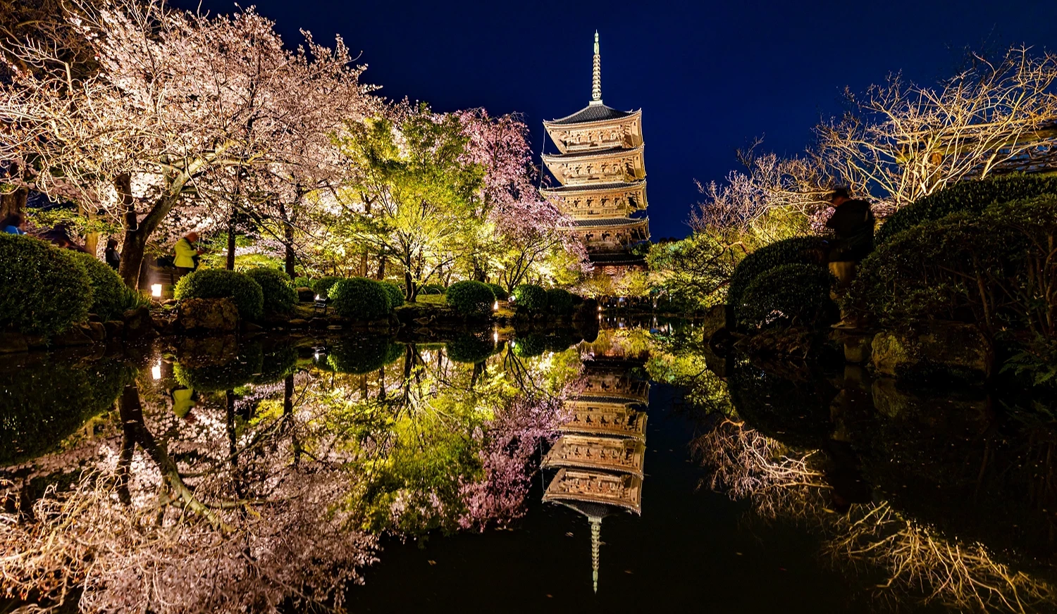 夜晚的滿開櫻花與五重塔,還有水面倒映著倒影