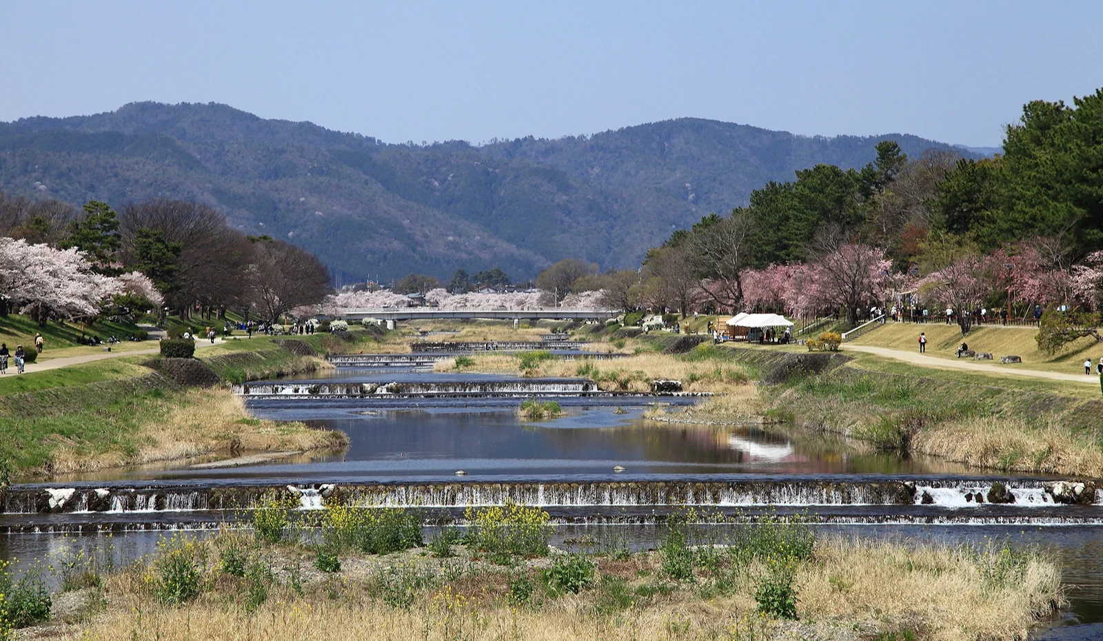賀茂川沿岸兩側種植了兩排的櫻花