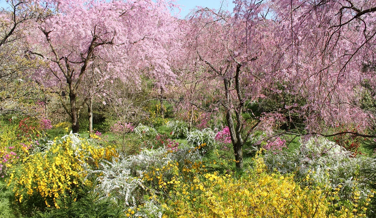 粉紅櫻花搭配綠色、白色、黃色等植物景觀