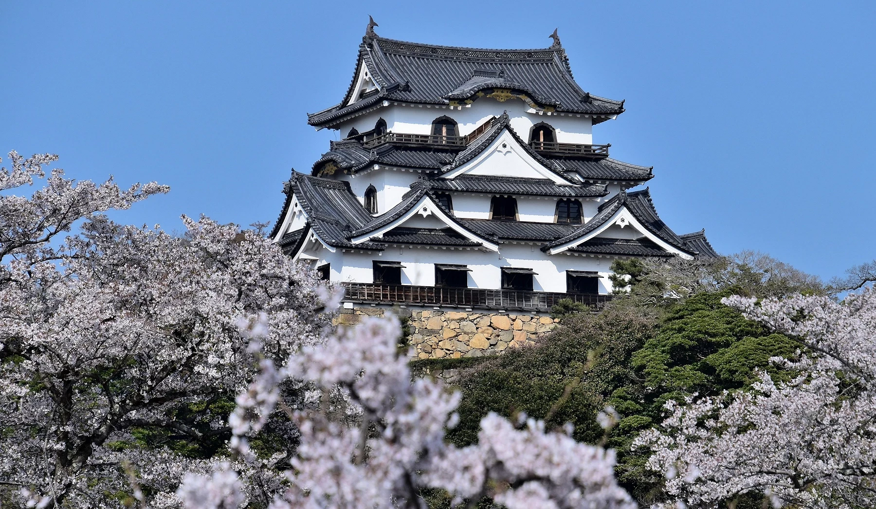 彥根城天守閣高高在上,下面是櫻花風景