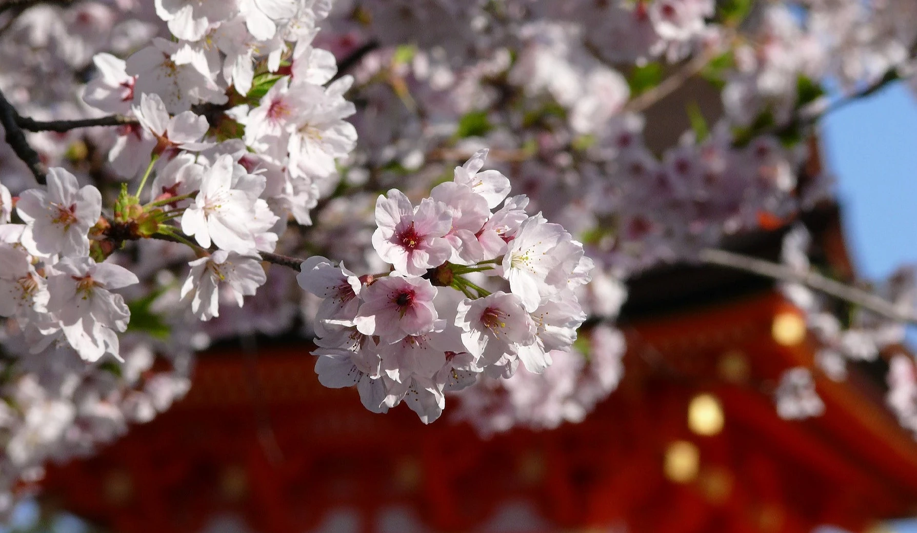 櫻花近拍