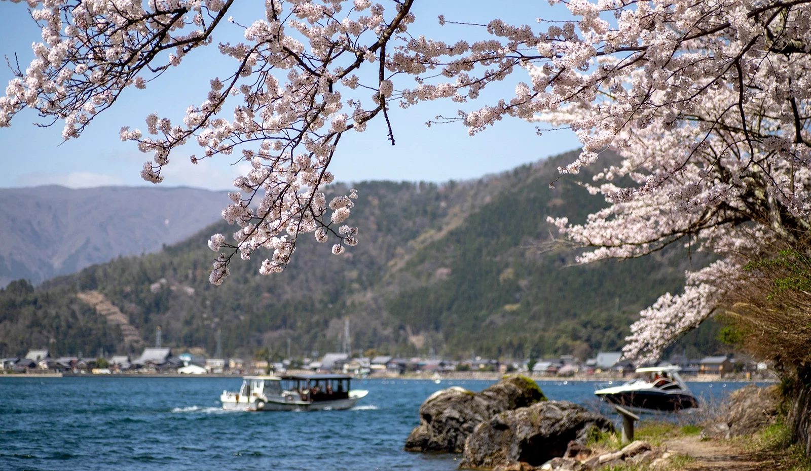櫻花、琵琶湖、船隻、礁岩及遠方山脈