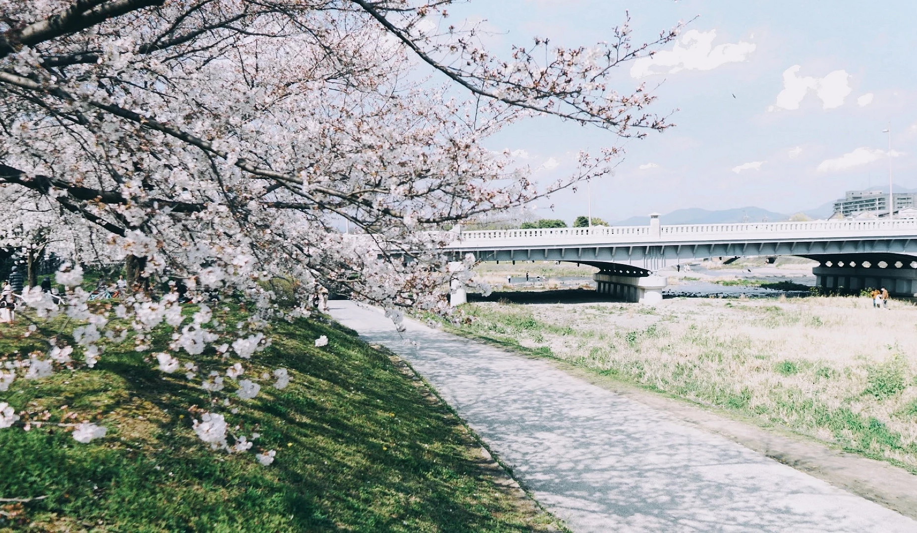 天氣晴朗的鴨川河岸,有著綠色草大和粉色櫻花的美景