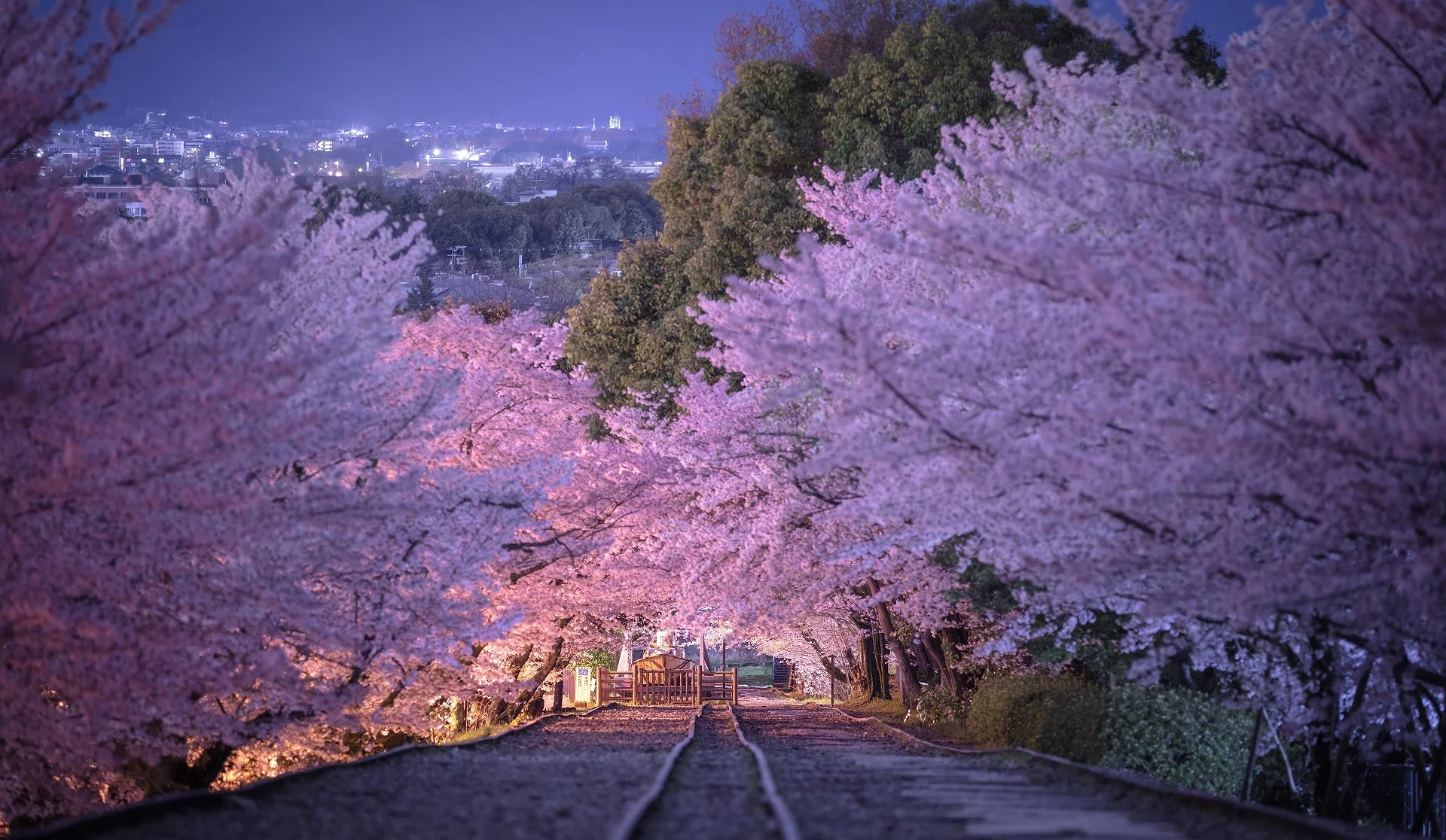 火車軌道旁兩側是夜櫻滿開的樣子