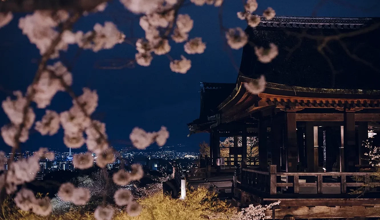 前景是夜櫻,後景是清水寺