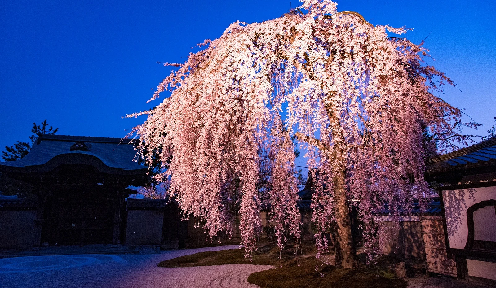 黃燈打在壯觀的枝垂夜櫻上