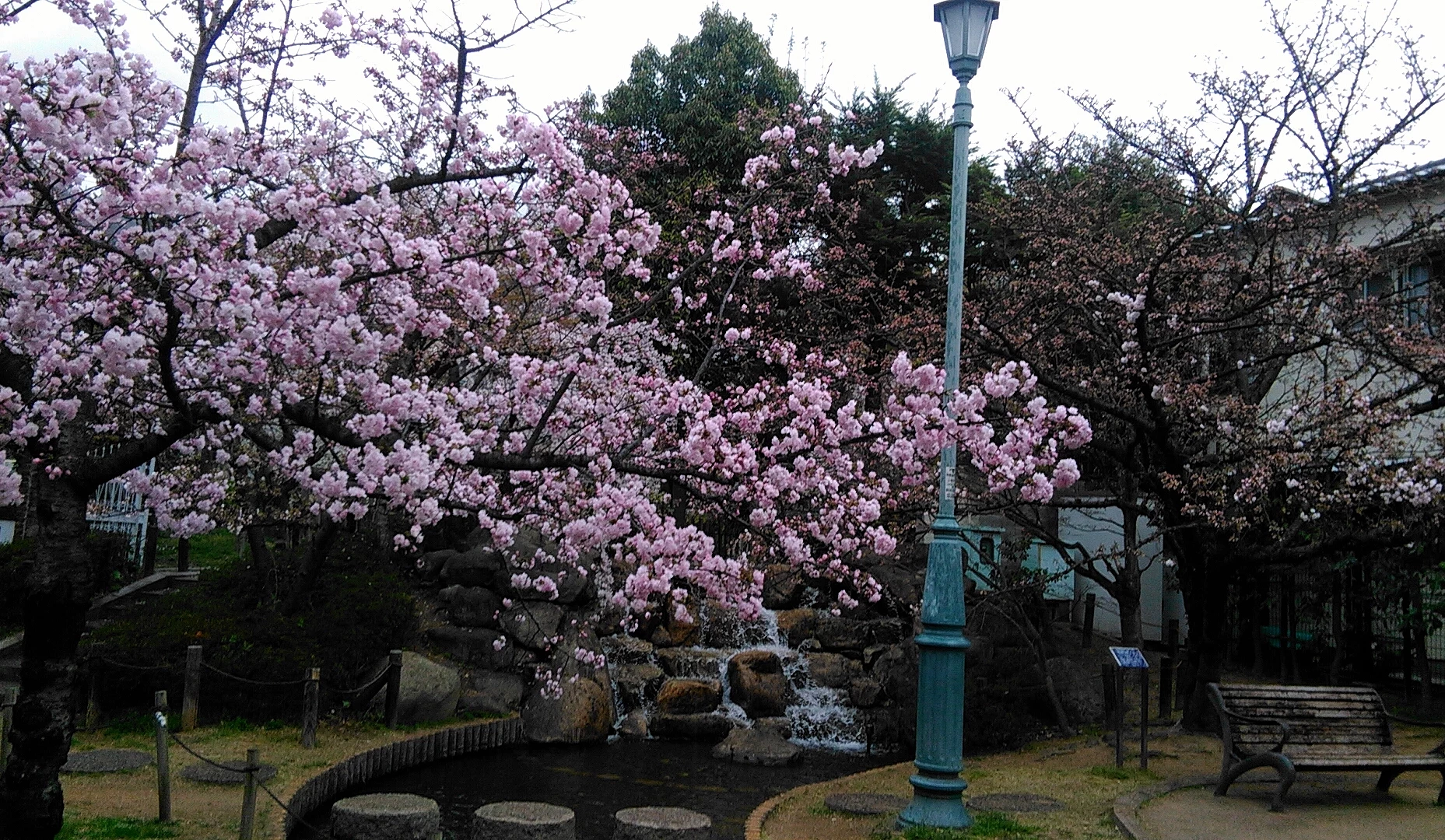 公園一隅與一顆粉色的櫻花樹