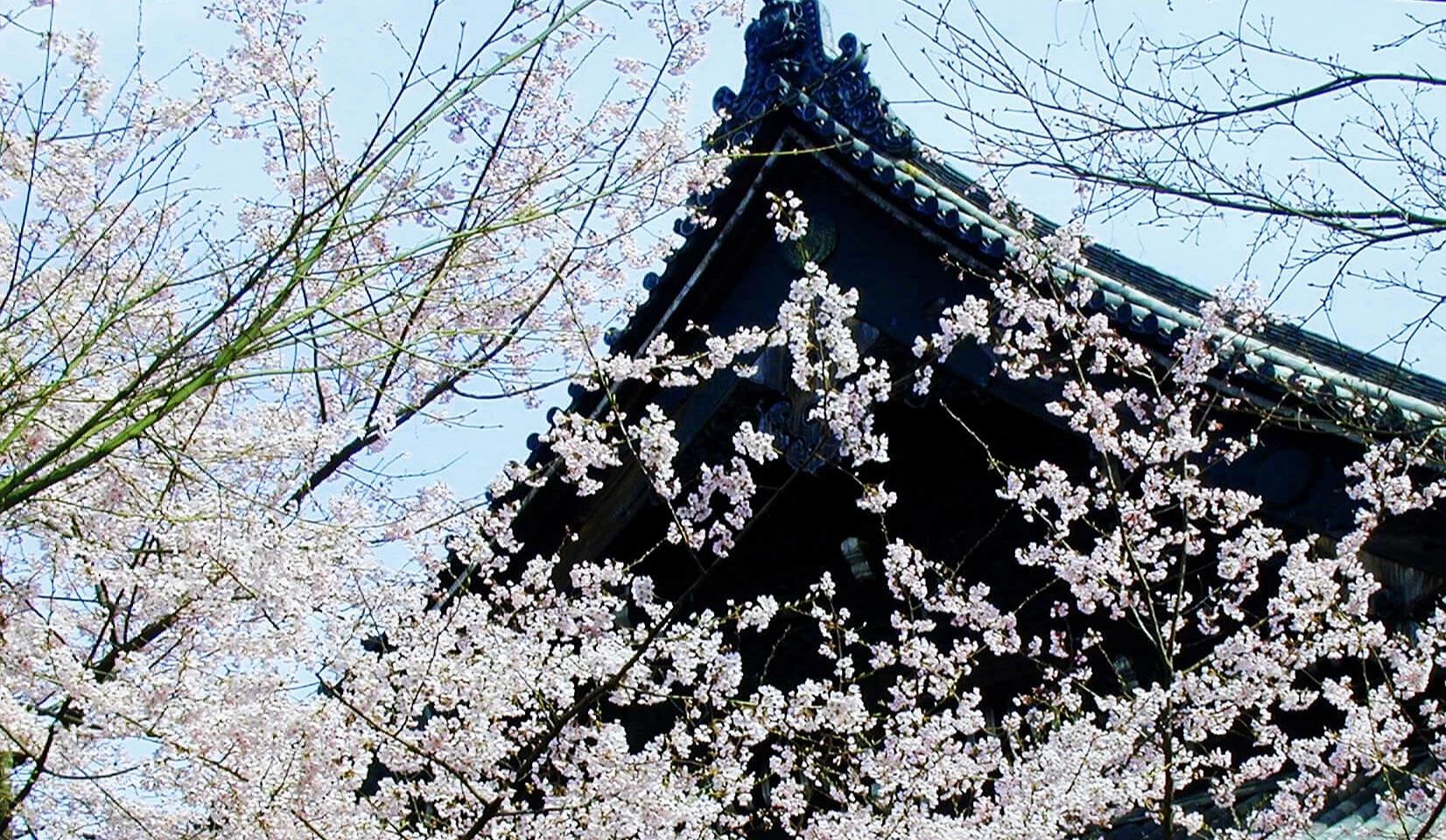 白色櫻花與建築一角