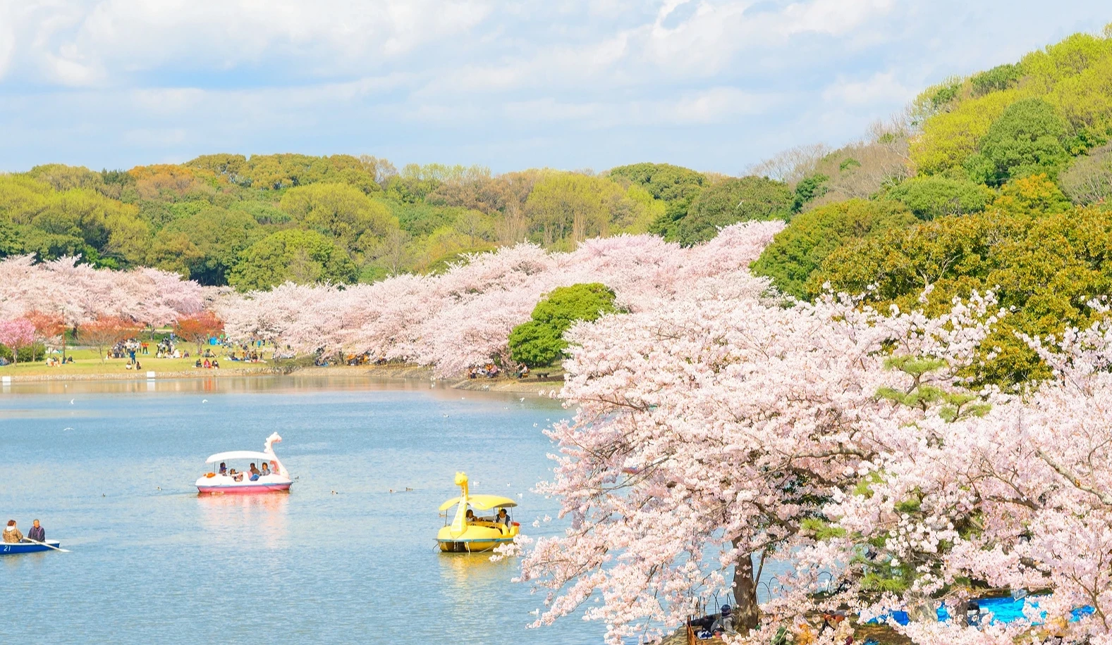明石公園內的剛之池,池畔開滿櫻花,許多人在池上游船