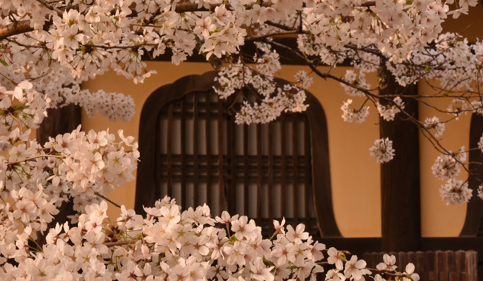 櫻花枝葉將南禪寺建築一部分圈框起來