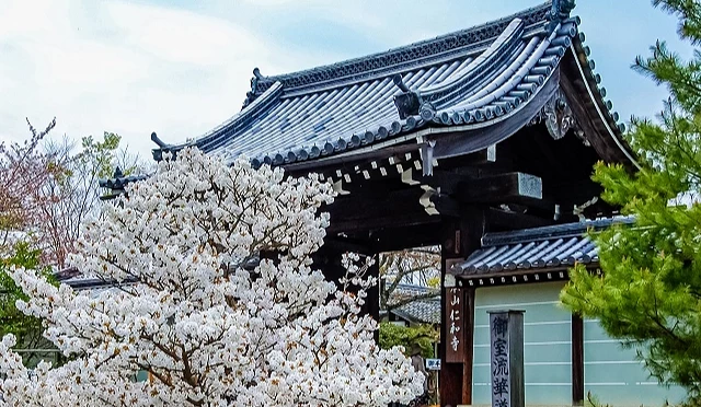 仁和寺本坊正門與滿開櫻花