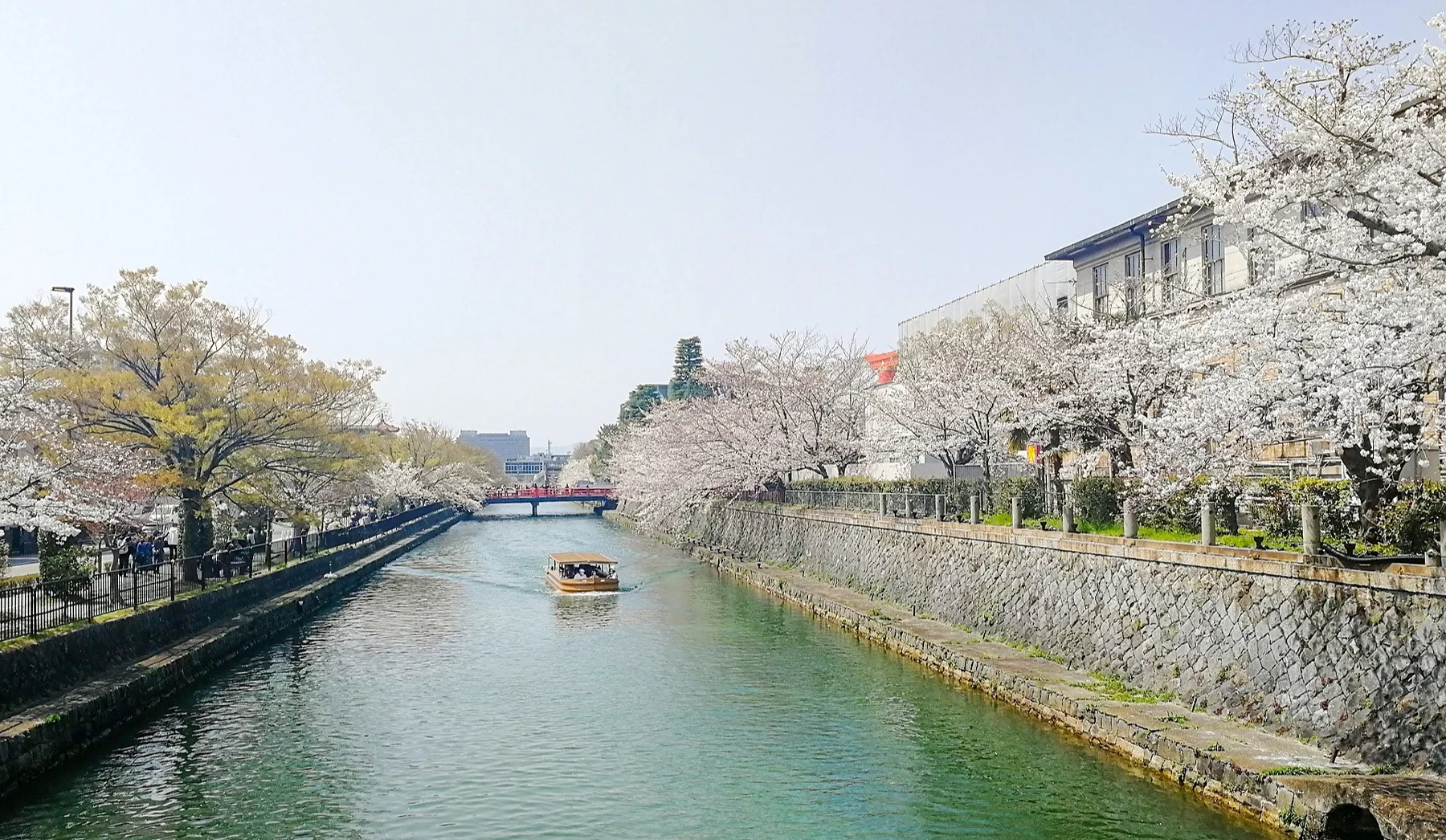 船駛在岡山疏水支流上,兩側則開滿櫻花