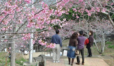 八重瀨公園櫻花步道景色,遊客在寒緋櫻盛開的小徑散步賞櫻