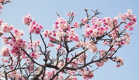 漫湖公園寒緋櫻花朵盛開,粉紅色櫻花在藍天背景下綻放