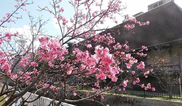 那霸市區公園寒緋櫻盛開,粉紅櫻花在步道與建築旁綻放
