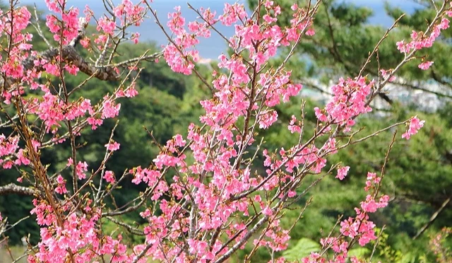 名護城公園寒緋櫻盛開景象,粉紅色櫻花枝頭綻放,背景可見綠色山林與遠方海景
