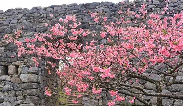 今歸仁城跡石牆旁的寒緋櫻盛開,粉紅櫻花在城門遺跡前綻放,呈現沖繩櫻花與歷史建築交融的景色