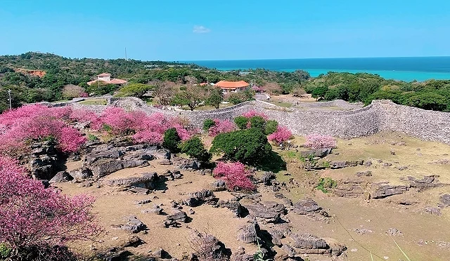 今歸仁城跡的寒緋櫻盛開,粉紅櫻花點綴石造城牆與遺跡,背景可見沖繩北部海景